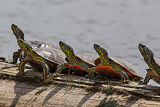 锦龟,阳光,水塘,靠近,蒙大拿,美国