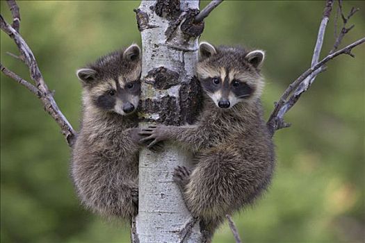 浣熊,两个,攀登,树,北美