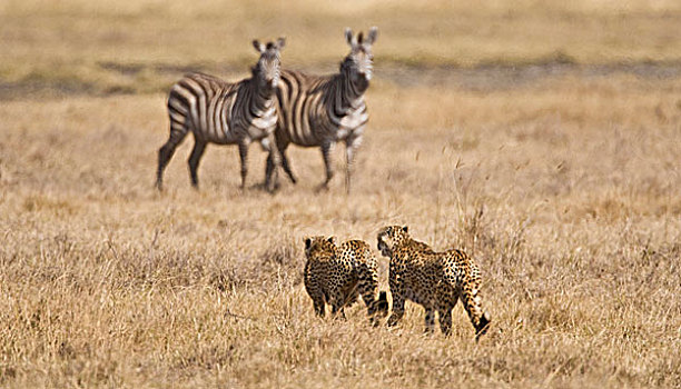 非洲,坦桑尼亚,印度豹,猎捕,靠近,斑马,恩戈罗恩戈罗火山口