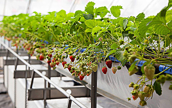 温室大棚中成熟的草莓