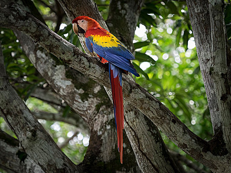 绯红金刚鹦鹉,坐,树上,哥斯达黎加,中美洲