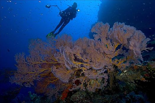 印度尼西亚,班达海,小岛,柳珊瑚虫,海扇,珊瑚礁景,潜水,照相机