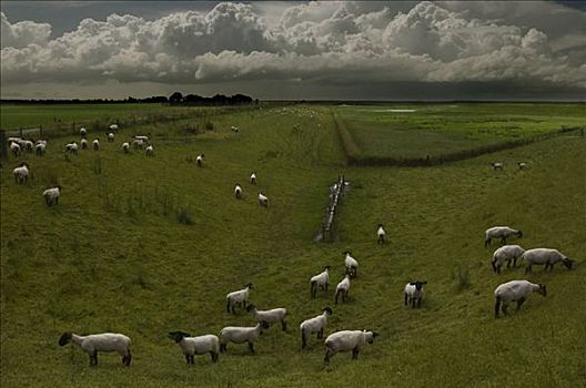 绵羊,荷兰