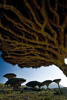 树,龙血树属,高原,索科特拉岛,也门