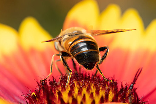 蜜蜂