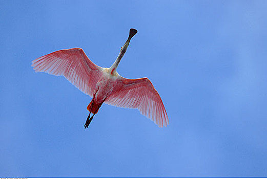 粉红琵鹭,飞行