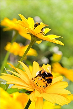 嗡嗡叫,蜜蜂,向日葵,夏天,花园