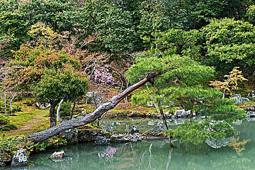 松树,上方,装饰,湖,水塘,花园,庙宇,京都