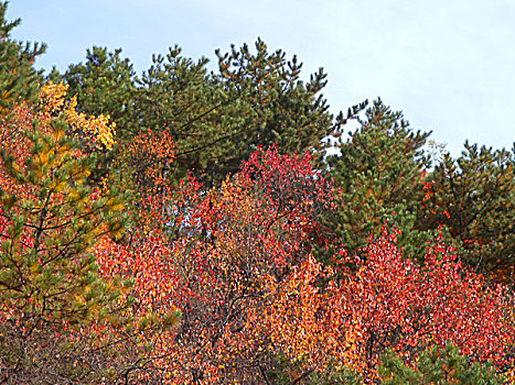 山野,红叶,秋天,秋色,石头,景色,风光