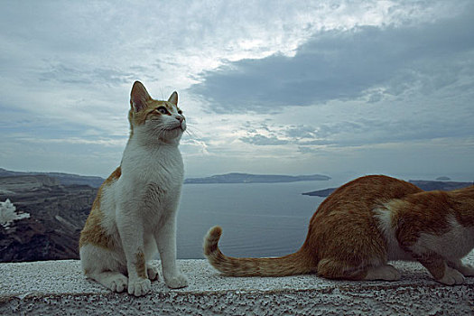 希腊圣托里尼岛街上的猫