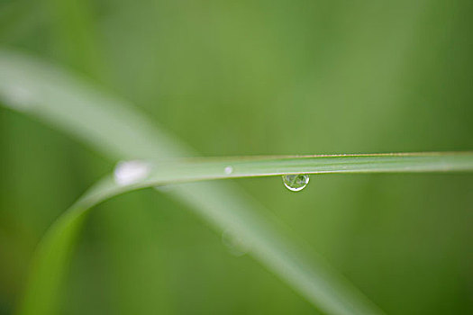 清晨露珠