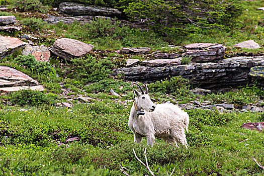 冰川国家公园,石山羊,穿戴,无线电,追踪,研究
