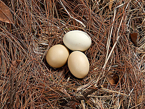 稻草堆里的三个绿皮鸡蛋