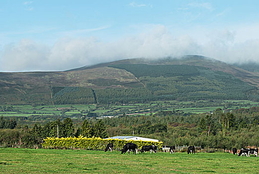 放牧,母牛,爱尔兰,乡村