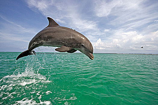 瓶鼻海豚,海豚,成年,跳跃,水,洪都拉斯,中美洲,北美