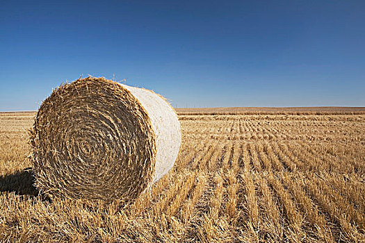 干草包,切削,土地,艾伯塔省,加拿大