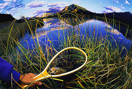 鱼,维米里翁湖,班芙国家公园,艾伯塔省,加拿大