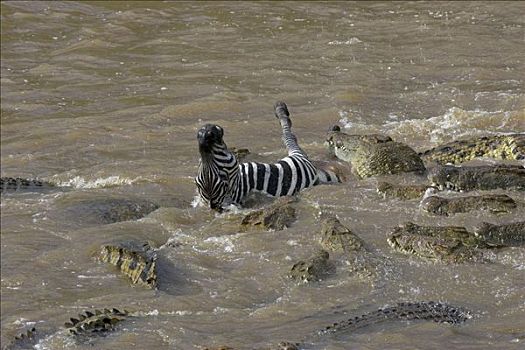 尼罗鳄,饥饿,成年,攻击,人行横道,马拉河,马赛马拉国家保护区,肯尼亚