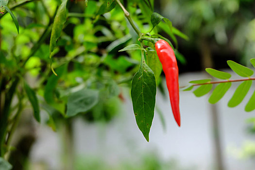 辣椒,花园,有机,红色,辛辣,亚洲,市场,健康,素食主义,吃
