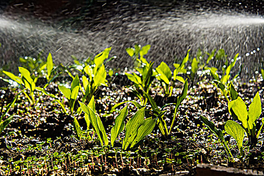 低视角微距拍摄给小草浇水