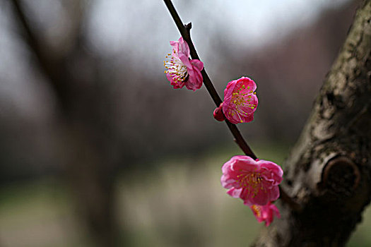 梅花,花朵,梅园,春天,报春