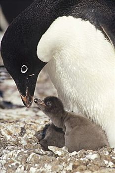 阿德利企鹅,幼禽,请求,食物,岛屿,陆地,东方,南极