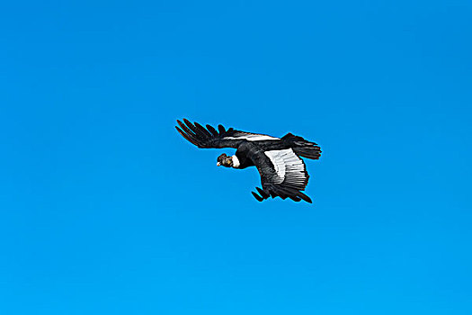 安第斯秃鹰,安地斯神鹰,飞行,托雷德裴恩国家公园,巴塔哥尼亚,智利,南美