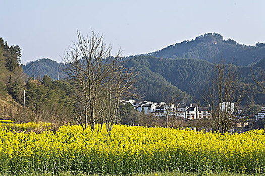 婺源,春天,油菜花,徽派,建筑,江湾,风情,风景,风光,乡村,民居