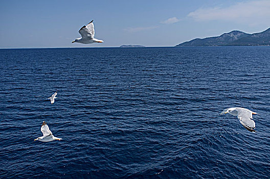 爱琴海,海鸥