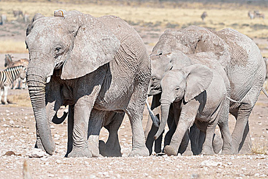 牧群,非洲象,遮盖,泥,埃托沙国家公园,纳米比亚,非洲