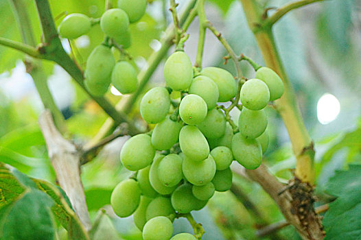 生长中的青涩葡萄