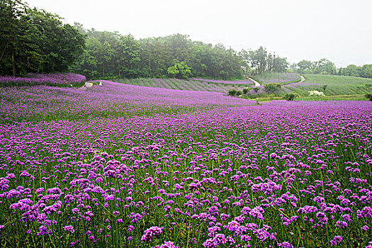 谷里香草园