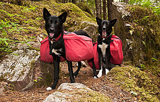 狗,雪橇狗,阿拉斯加,爱斯基摩犬,背包,沿岸,雨,树林,小路,美国