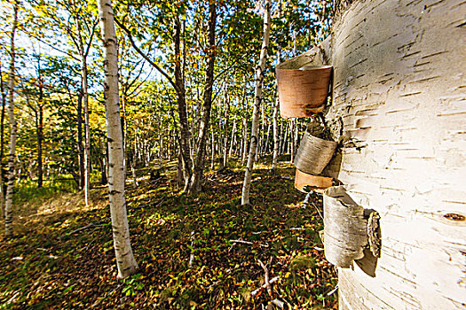 纸皮桦,树,阿卡迪亚国家公园,秋天