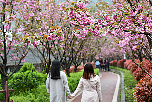 贵州山村樱花绵延十里免费观赏