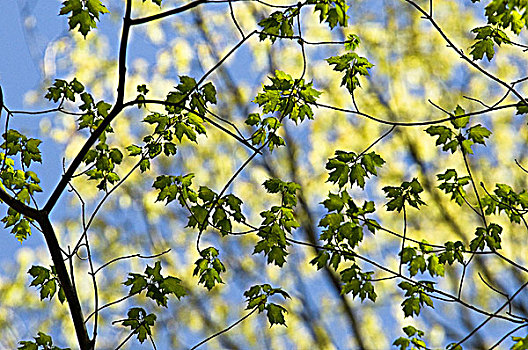 春天,糖枫,树枝,加拿大