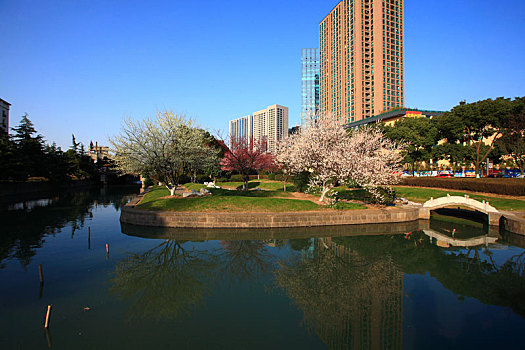 水池,花,春天,大楼