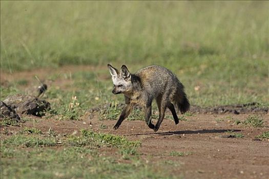 大耳狐,马赛马拉国家保护区,肯尼亚