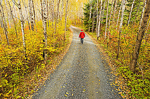 一个,男人,走,乡间小路,靠近,安大略省,加拿大