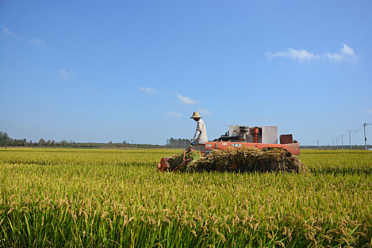 水稻收获的季节
