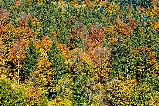 秋天,混交林,巴伐利亚森林,下巴伐利亚,巴伐利亚,德国,欧洲