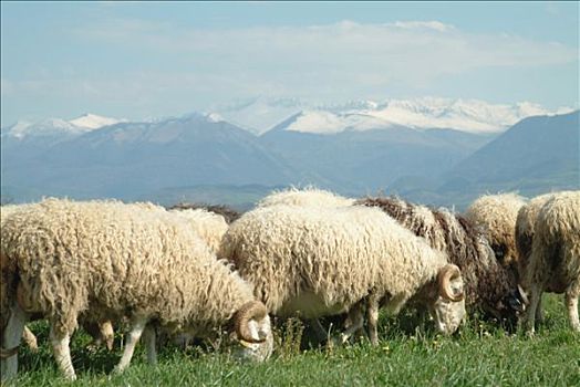 法国,阿基坦,绵羊,公羊,积雪,背景