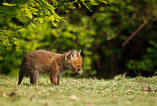 红狐,狐属,小动物,黑森州,德国,欧洲
