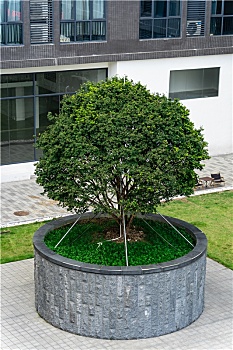 户外拍摄城市办公区里的绿化树木