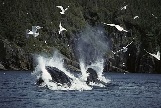 驼背鲸,大翅鲸属,鲸鱼,一对,喂食,水面,海鸥,悬空,高处,纽芬兰,加拿大