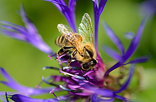 蜜蜂,意大利蜂,蓝色背景,花,山,黑矢车菊,矢车菊,蒙大拿