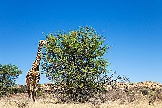 南方长颈鹿,长颈鹿,雄性,进食,灰色,树,刺槐,卡拉哈里沙漠,卡拉哈迪大羚羊国家公园,南非,非洲