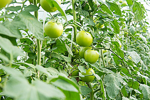 温室大棚种植的西红柿