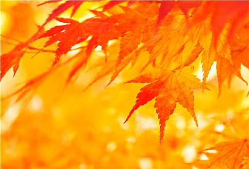 秋天,枫叶,背景