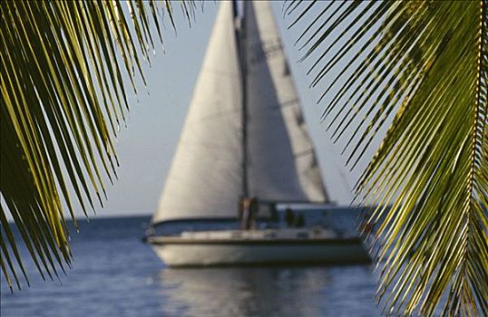 帆船,聚焦,棕榈叶,前景